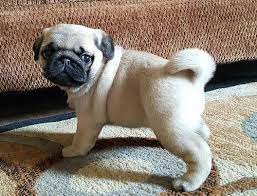 Pug puppies, ready to go.microchipped, dewormed and vaccined.kc registered, self whelped, 5 generations pedigree certificate.potty training in progres. Pug Puppies For Adoption Change Comin