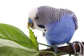 Cilantro might help remove metals such as mercury, lead, and aluminum from the body. Feeding Parakeets Fresh Food Parakeet Food Parakeets Guide Omlet Us
