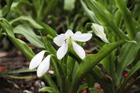 Image result for Crinum moorei