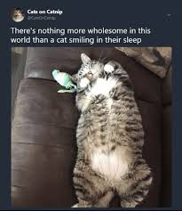 So Pure Cute Animals Cats Cute Funny Animals