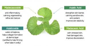 Image result for Centella asiatica