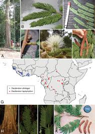 Image result for Samanea leptophylla