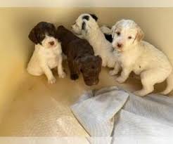 Cloud state university (atwood memorial ctr, testing ctr, rm 218) 651 1st avenue & 6th. Puppies For Sale Near Duluth Minnesota Usa Page 1 10 Per Page Puppyfinder Com