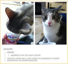 That Just Became Better And Better Agreed Yeah Me Too Funny Animals Cute Funny Animals Cat Memes