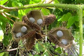 Image result for Guilandina bonduc