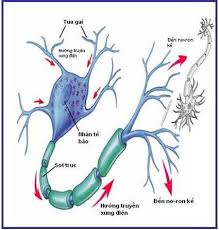 Cấu trúc và phân loại sợi thần kinh | MedicalSharingwithSanandHy