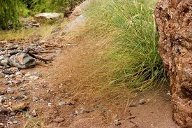 Image result for Eragrostis punctiglandulosa