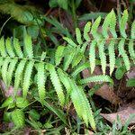 Image result for Cyclosorus interruptus