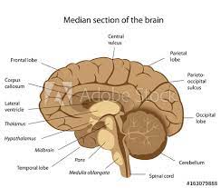 Labeled diagrams of the human brain Human Brain Anatomy Labeled Stock Illustration Adobe Stock