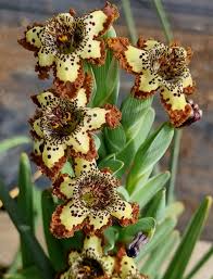 Image result for Ferraria