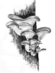 Black And White Mushroom Mushroom Drawing Black And White Google Search Risunki Gribov Botanicheskie Risunki Eskizy Derevev