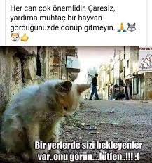 ahmet tan adli kullanicinin hayvanlara merhamet et panosundaki pin hayvan