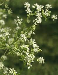 Image result for Apium graveolens