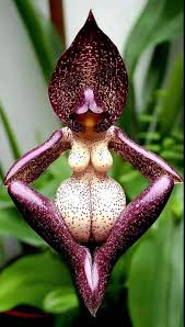 Image result for Eulophia gonychila