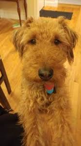 We have 8 very strong, muscu. Welsh Terrier Puppy For Sale In Warsaw Mo Adn 25093 On Puppyfinder Com Gender Male Age 4 Years 7 Months Old Welsh Terrier Terrier Irish Terrier Puppies