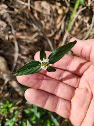 Image result for Spermacoce latituba