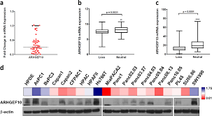 Rho Guanine Nucleotide Exchange Factor Arhgef10 Is A