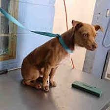 Saving Shelter Pets Inland Empire In San Bernardino California Kitten Adoption Pet Adoption Puppy Adoption