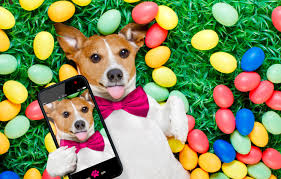 Tons of awesome funny phone wallpapers to download for free. Wallpaper Grass Dog Colorful Easter Happy Dog Spring Easter Eggs Holiday Funny Phone The Painted Eggs Images For Desktop Section Sobaki Download