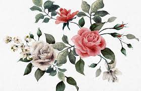 Select from premium rose wallpaper of the highest quality. Vintage Red White Rose Wallpaper Mural Hovia