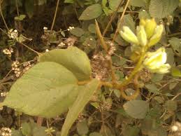 Image result for Rhynchosia holstii