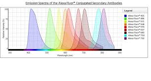 The first documented evidence for the syrian. Alexa Fluor 568 Goat Anti Syrian Hamster Igg Secondary Antibody Ab175715