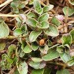 Image result for Dyschoriste radicans