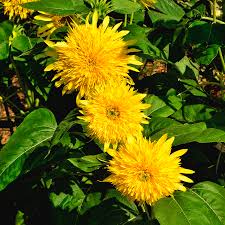 Find the perfect teddy bear sunflower stock photo. Teddy Bear Sunflower 001 Photograph By George Bostian