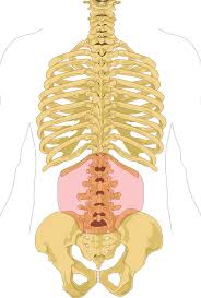 Lower back organ anatomy diagram. Low Back Pain Wikipedia