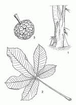 Image result for Myrianthus arboreus