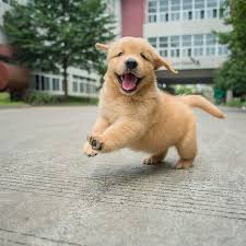 what a smile bringer happydog happyday lifeisgood sevimli kopek yavrulari yavru kopek cok sirin hayvanlar