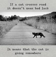 If A Cat Crosses Road It Doesn T Mean Bad Luck Bad Luck Quotes Meaningful Pictures Black Cat