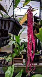 Image result for Bulbophyllum stolzii