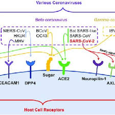 Preclinical data suggest it has the potential to both block viral entry into healthy cells and. Pdf Molecular Mechanism Of Interaction Between Sars Cov 2 And Host Cells And Interventional Therapy