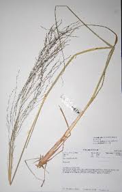 Image result for Eragrostis rotifer