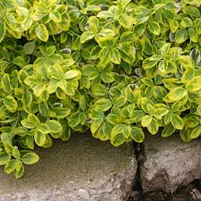 Check spelling or type a new query. Gold Splash Wintercreeper Euonymus Fortunei Proven Winners