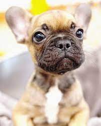 Forever Love Puppies Has The Largest Selection Of Puppies In South Florida And Now For A Limited Time Follow Us For 200 Off Puppies Puppies For Sale Animals