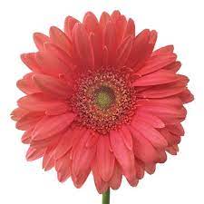 Find here details of companies selling gerbera flower, for your purchase requirements. Coral Reef Gerber Daisy Wholesale Flowers Fiftyflowers