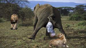 Lion And Crocodile Try To Steal Newborn Elephant After Mother Elephant G Newborn Elephant Wild Animals Attack Bull Mastiff Puppies