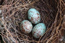 Blue Bird Eggs With Brown Spots Mocking Bird Eggs Bird Nest Bird Eggs Mocking Birds