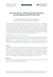 Image result for Lomariopsis warneckei