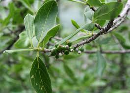 Image result for Tricalysia