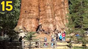 Image result for Newtonia hildebrandtii