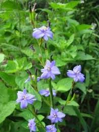 Image result for Aristea angolensis