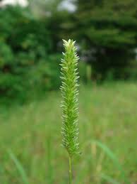 Image result for Sacciolepis indica