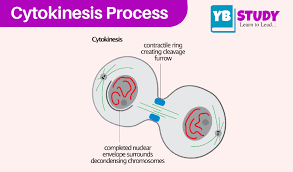 Plant cells undergo cytokinesis by forming a new cell wall between the daughter cells. What Is Cytokinesis An Overview