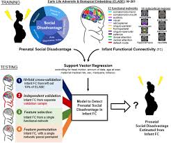 Prenatal social disadvantage is associated with alterations in functional  networks at birth | PNAS