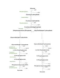 Respiration L Production Of Atp Study Smarter Science Biology Biochemistry