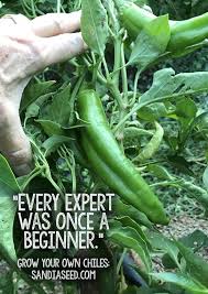 Whatever You Do Don T Give Up On Growing Pepper Seeds Here Are Our Top Tips For Growing Growing Tomato Plants Growing Tomatoes Growing Tomatoes In Containers