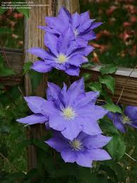 The blooms are stunners that start out dark purple and gradually fade to a light blue/purple. Plantfiles Pictures Clematis Early Large Flowered Clematis H F Young Clematis By Mattsmom